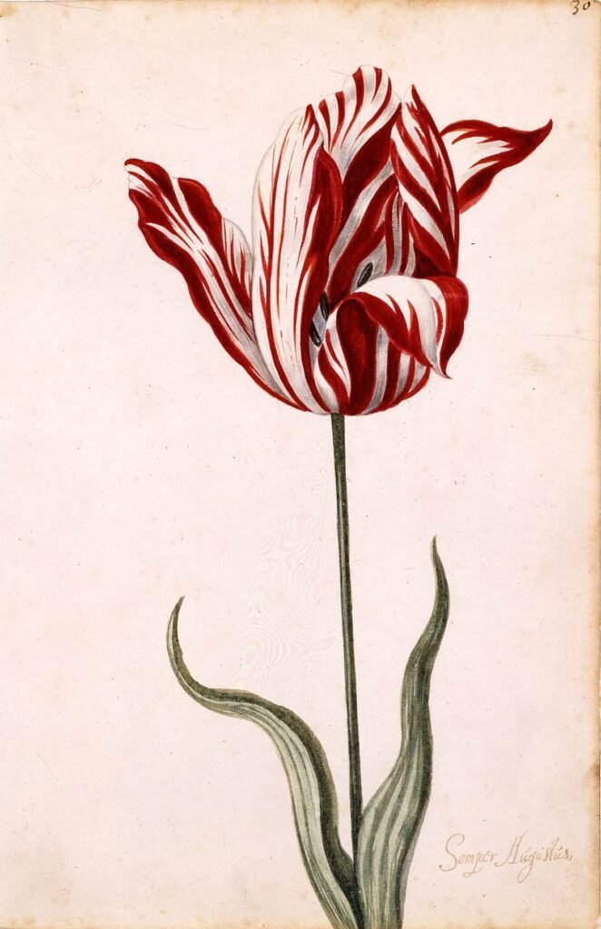 Semper Augustus Tulpe — historisches Aquarell aus dem 17. Jahrhundert, die teuerste Tulpe der Tulpenmanie