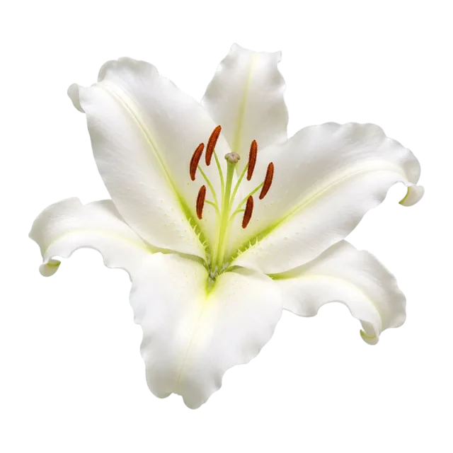Freigestellte weiße Lilienblüte