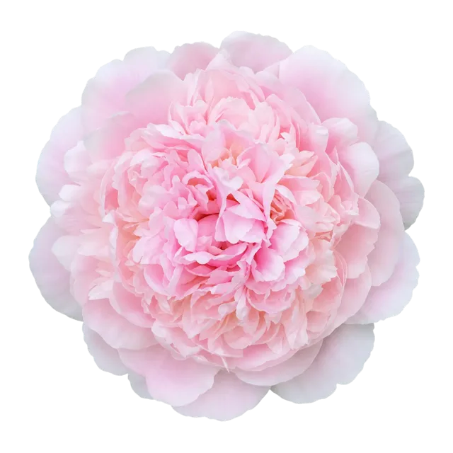 Freigestellte rosa Pfingstrosenblüte