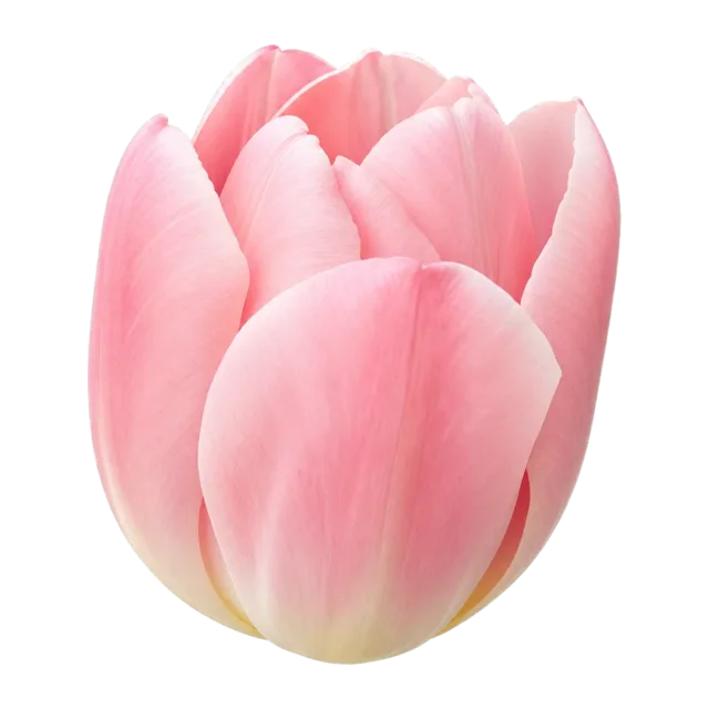 Freigestellte rosa Tulpenblüte
