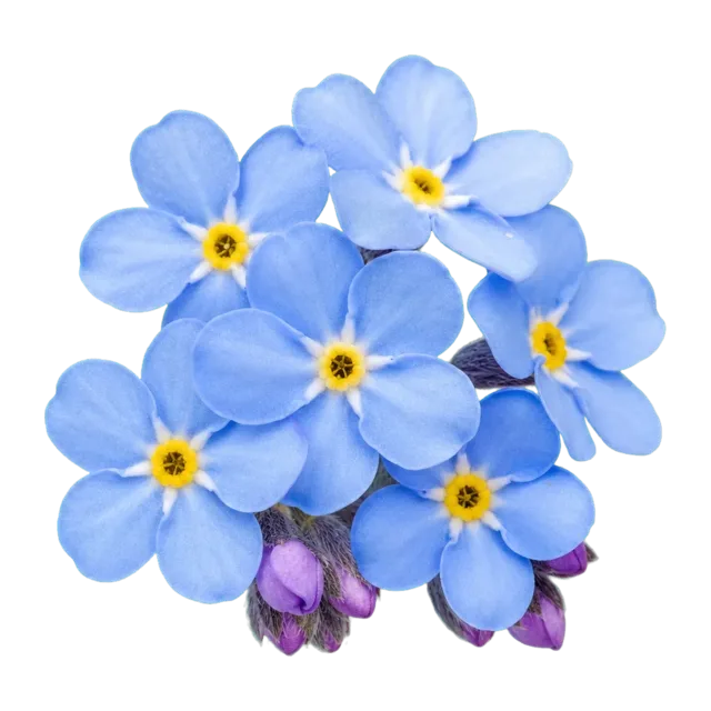 Freigestellte blaue Vergissmeinnicht-Blüten